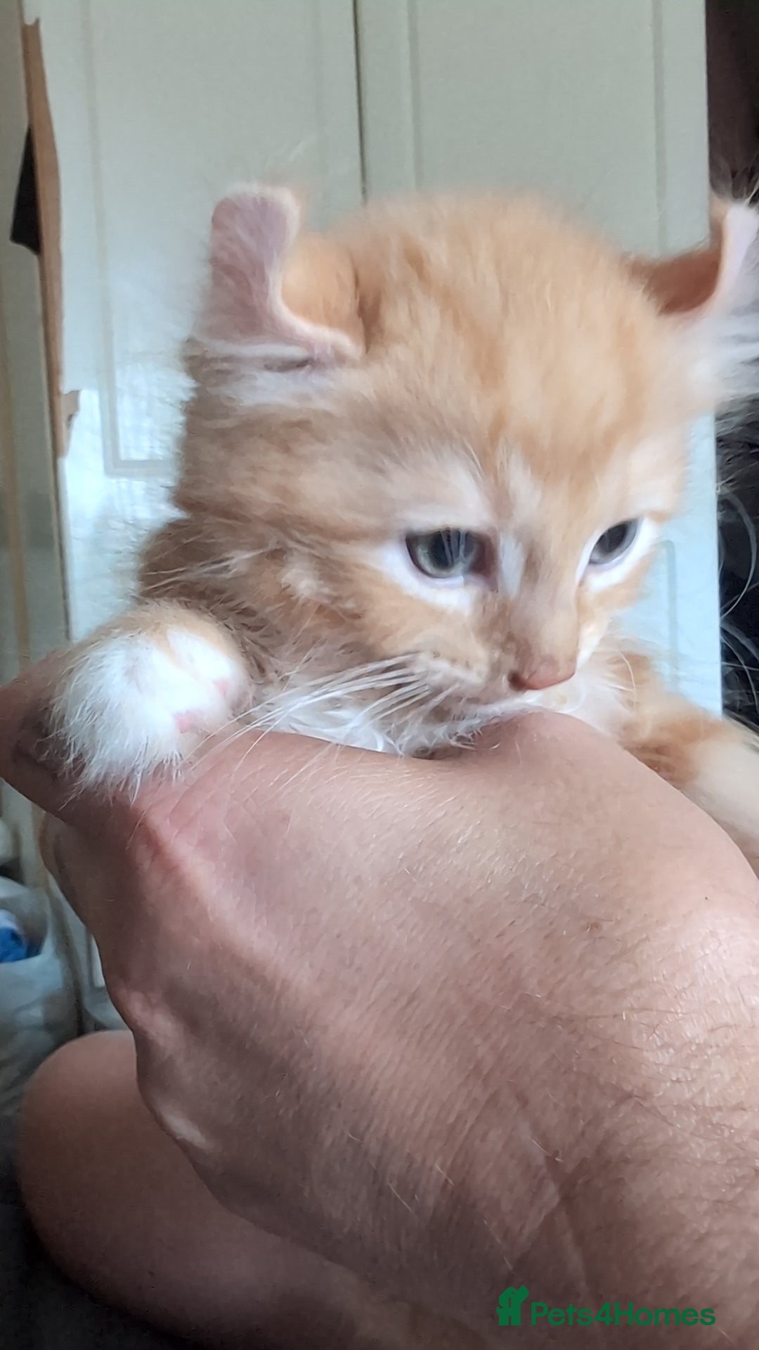 Mixed Breed cats for sale: Beautiful mixed breed kittens ragdoll x sphinx elf - Image 10