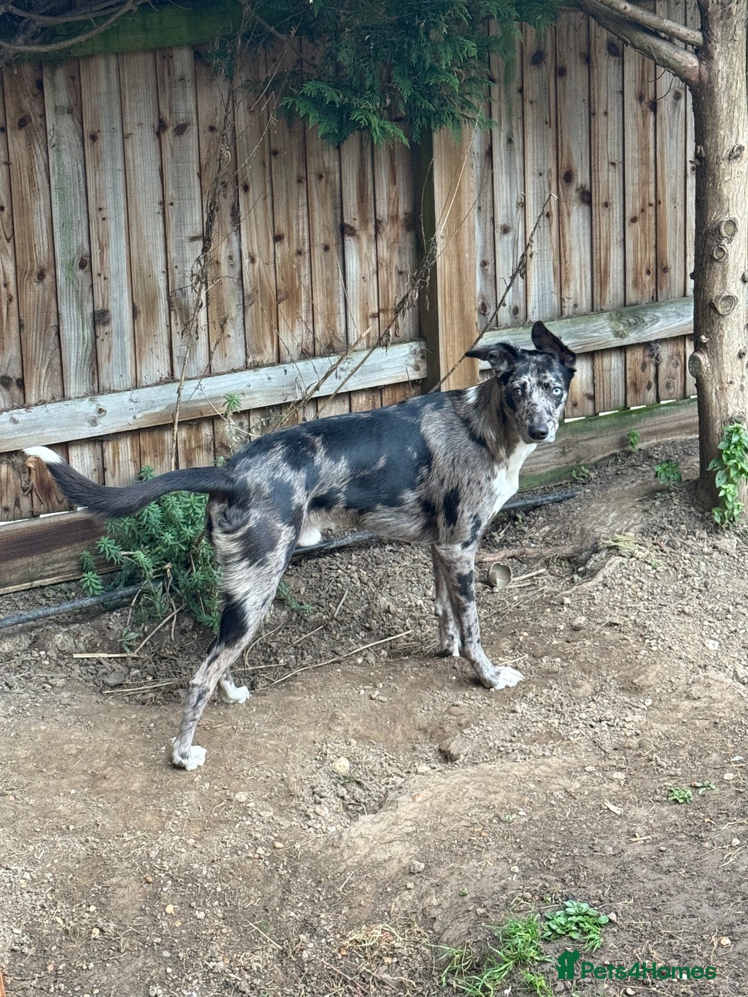Lurcher dogs for stud: Collie x Whippet Stud  - Image 7