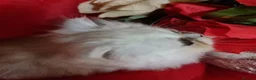 Persian cats for sale: Beautiful Persian chinchilla kittens  - Advert 1