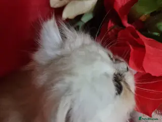Persian cats Beautiful Persian chinchilla kittens - Advert 1