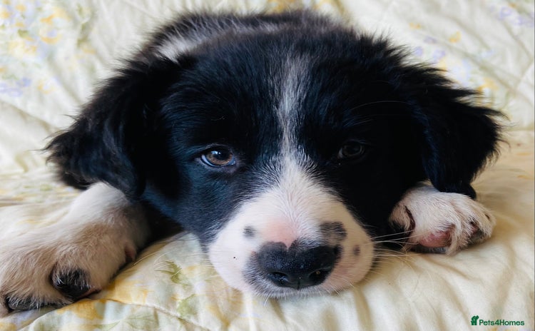 Border Collie dogs - Advert 2