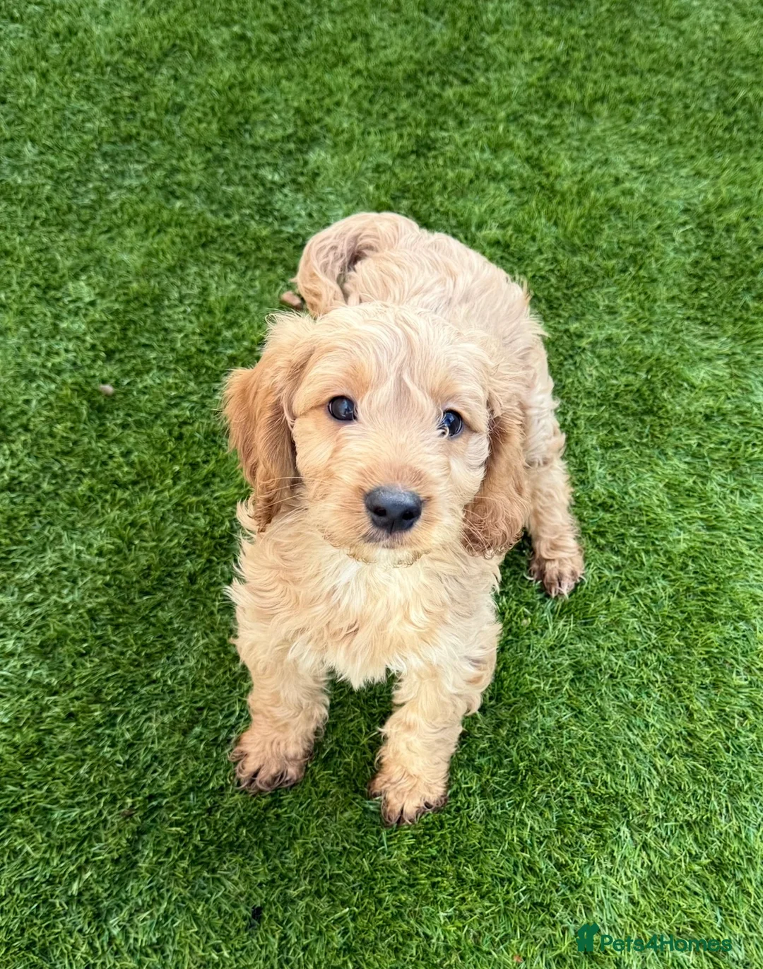Cockapoo dogs for sale: Adorable litter of F1 Cockapoo puppies  - Advert 1