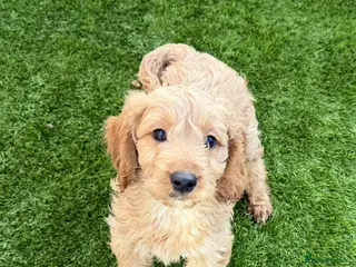 Cockapoo dogs Adorable litter of F1 Cockapoo puppies in Kidderminster - Advert 1