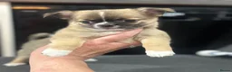Chihuahua dogs for sale: Apple Head Chihuahua Puppies  in Chelmsford - Advert 14