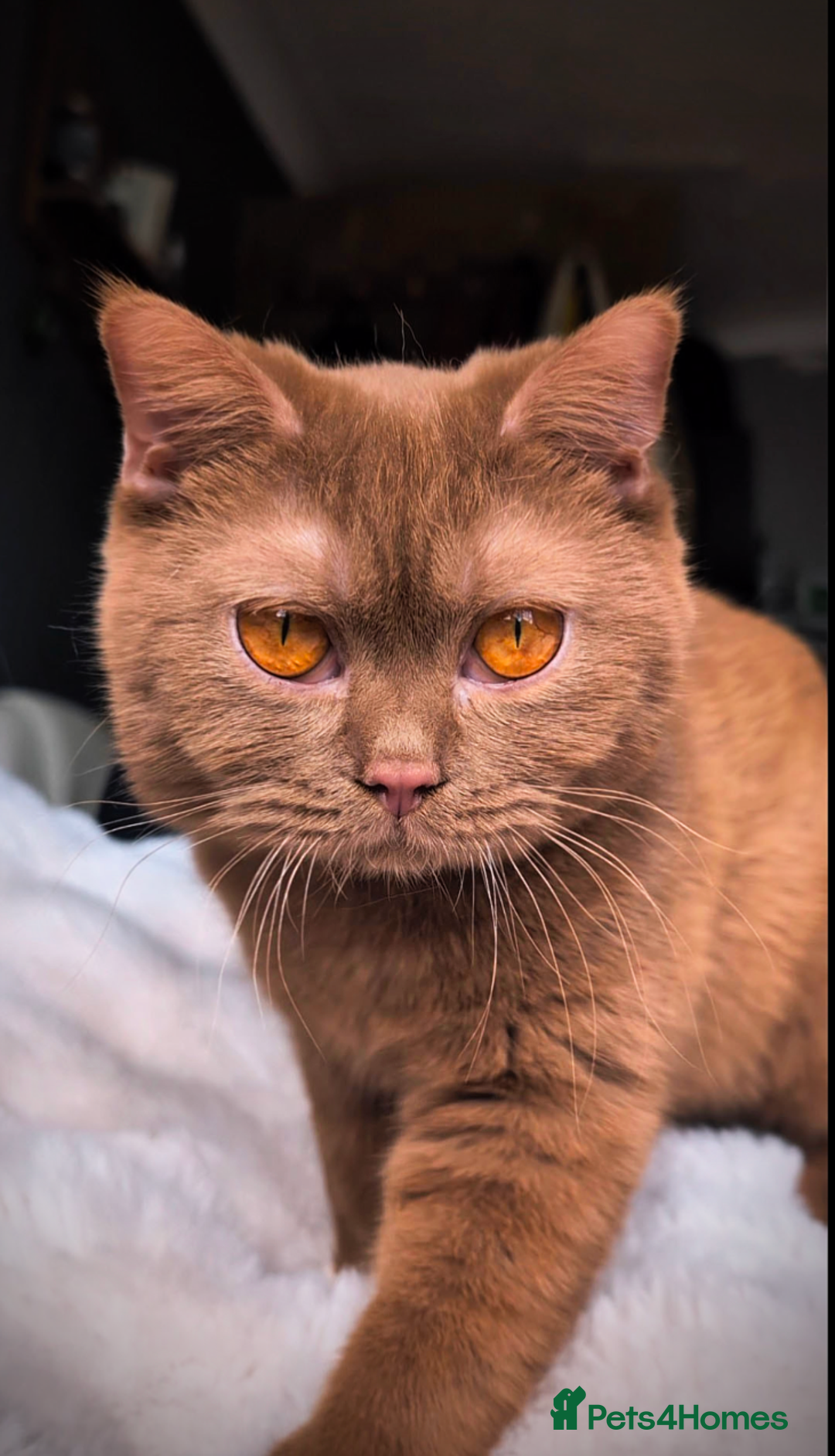 British Shorthair cats for stud: 💦CINNAMON BSH❣️GCCF & TICA active💙STUD 🩸Blood B - Image 16