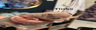 Chihuahua 4 tinks