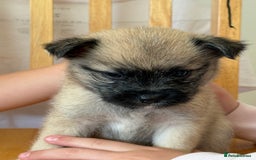 Pomchi dogs for sale: Dollys beautiful puppies - Image 8