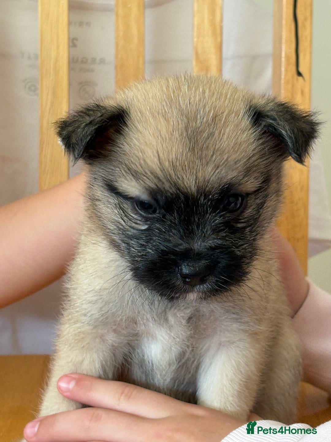 Pomchi dogs for sale: Dollys beautiful puppies - Image 8