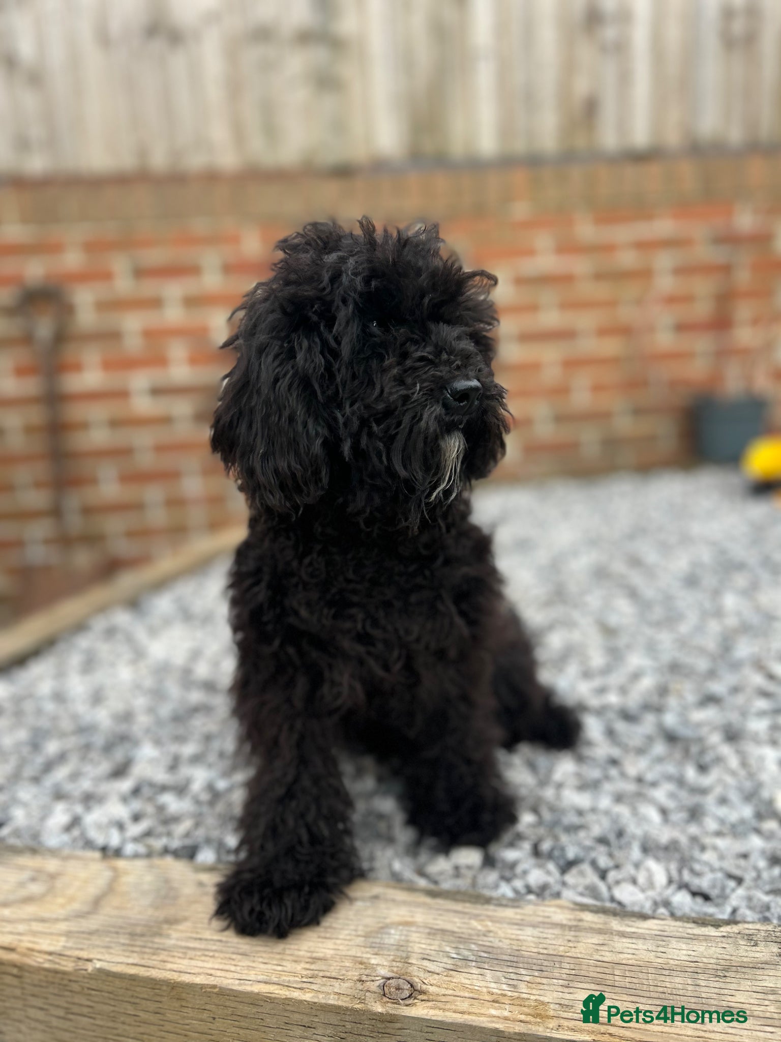 Mixed Breed dogs Australian Labradoodle cavapoo boy stunning ⭐️  - Advert 1
