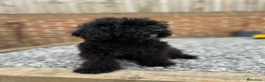 Mixed Breed Puppy 1