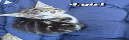 Mixed Breed cats for sale: Kittens ready to leave now in Weymouth - Advert 8