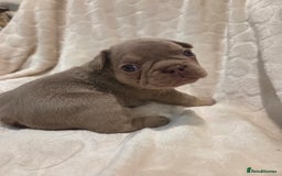 French Bulldog dogs for sale: Isabella & lilac & tan chunky frenchies - Advert 2