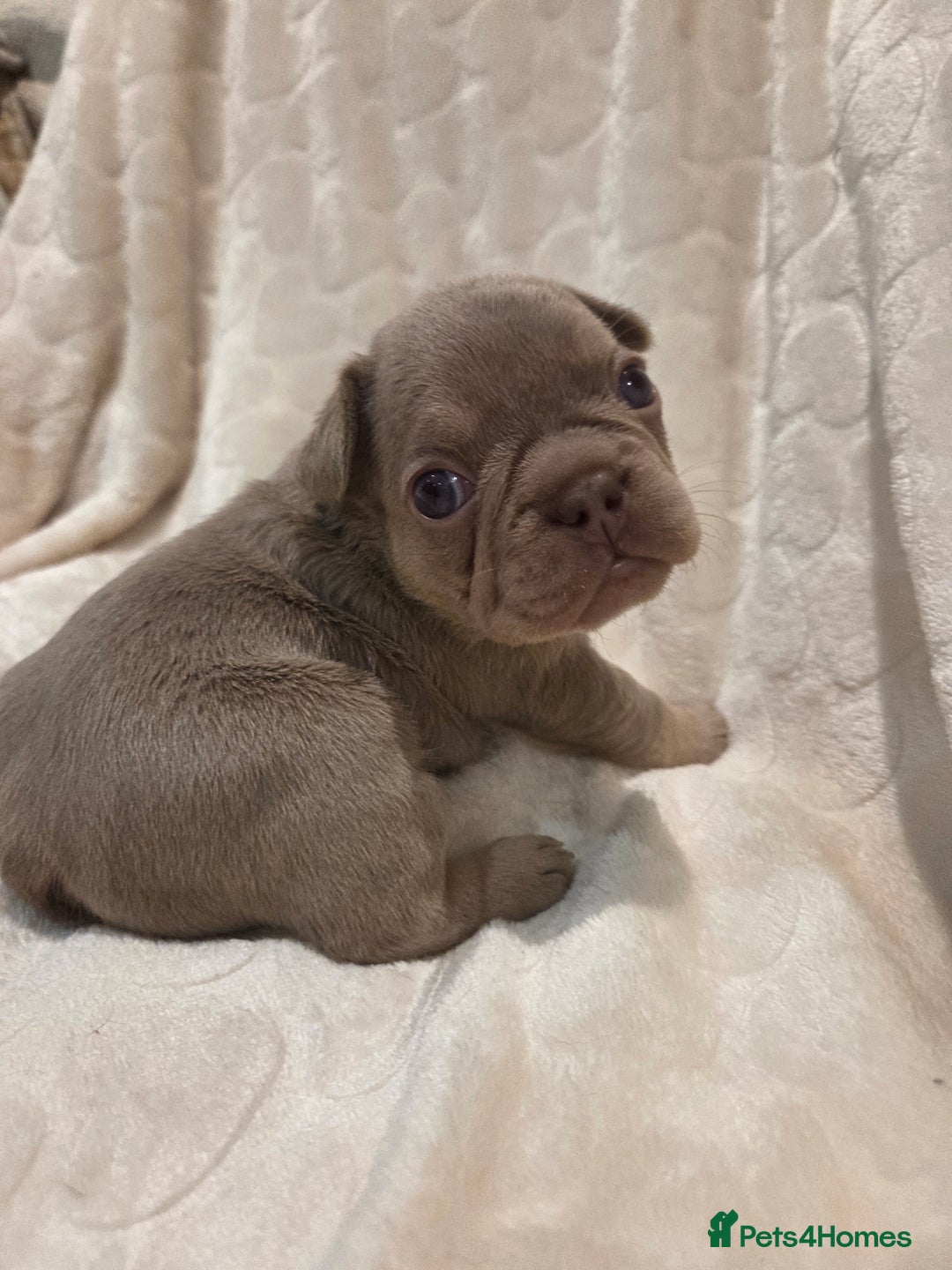 French Bulldog dogs for sale: Isabella & lilac & tan chunky frenchies - Advert 2