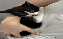 Domestic Shorthair cats for sale: Beautiful Domestic Cats-Mum,Dad&3 Adorable Kittens - Image 26