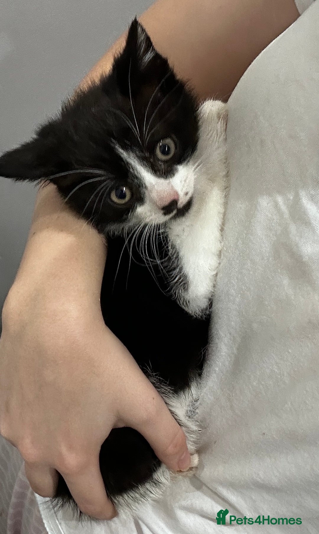 Domestic Shorthair cats for sale: Beautiful Domestic Cats-Mum,Dad&3 Adorable Kittens - Image 26