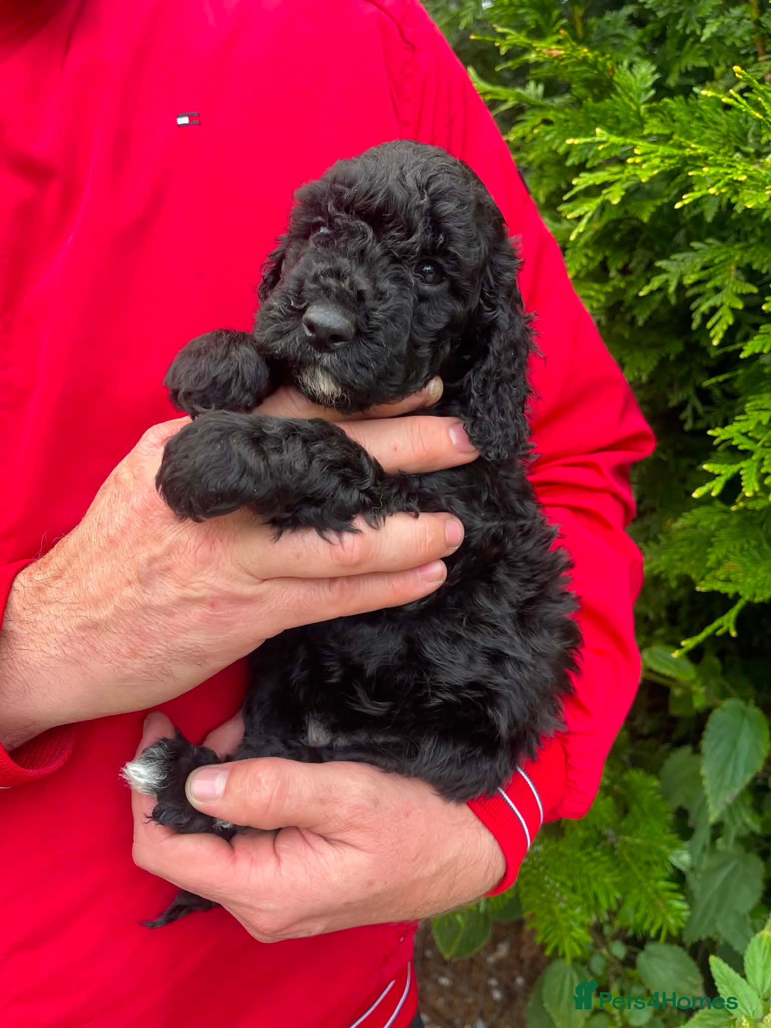 Cockapoo dogs 1 Gorgeous Cockapoo Girl Left - Advert 9