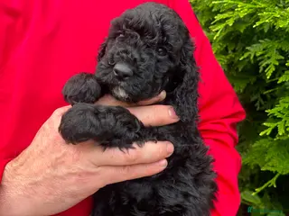 Cockapoo dogs 1 Gorgeous Cockapoo Girl Left - Advert 9