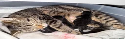 Domestic Shorthair cats for sale: Two Gorgeous Kittens  - Advert 8