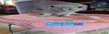 Scottish Fold 1