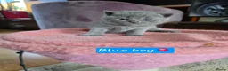 Scottish Fold cats for sale: 7 Scottish fold 😍beautiful  healthy kittens - Advert 36