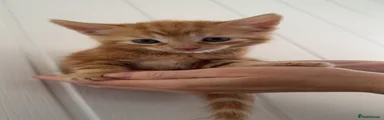Kitten 3