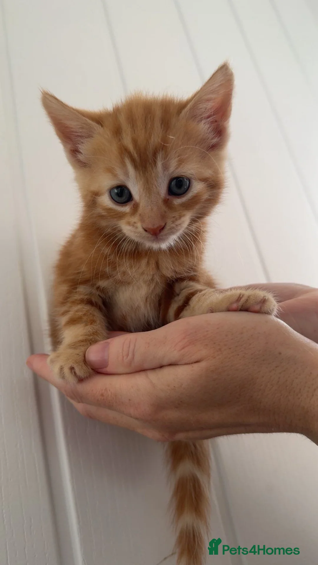 Mixed Breed cats for sale: Main coon cross kittens  - Advert 16