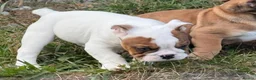 English Bulldog dogs for sale: PURE English Bulldog Pups❤️ 1 Boy & 2 Girls Ready - Advert 3