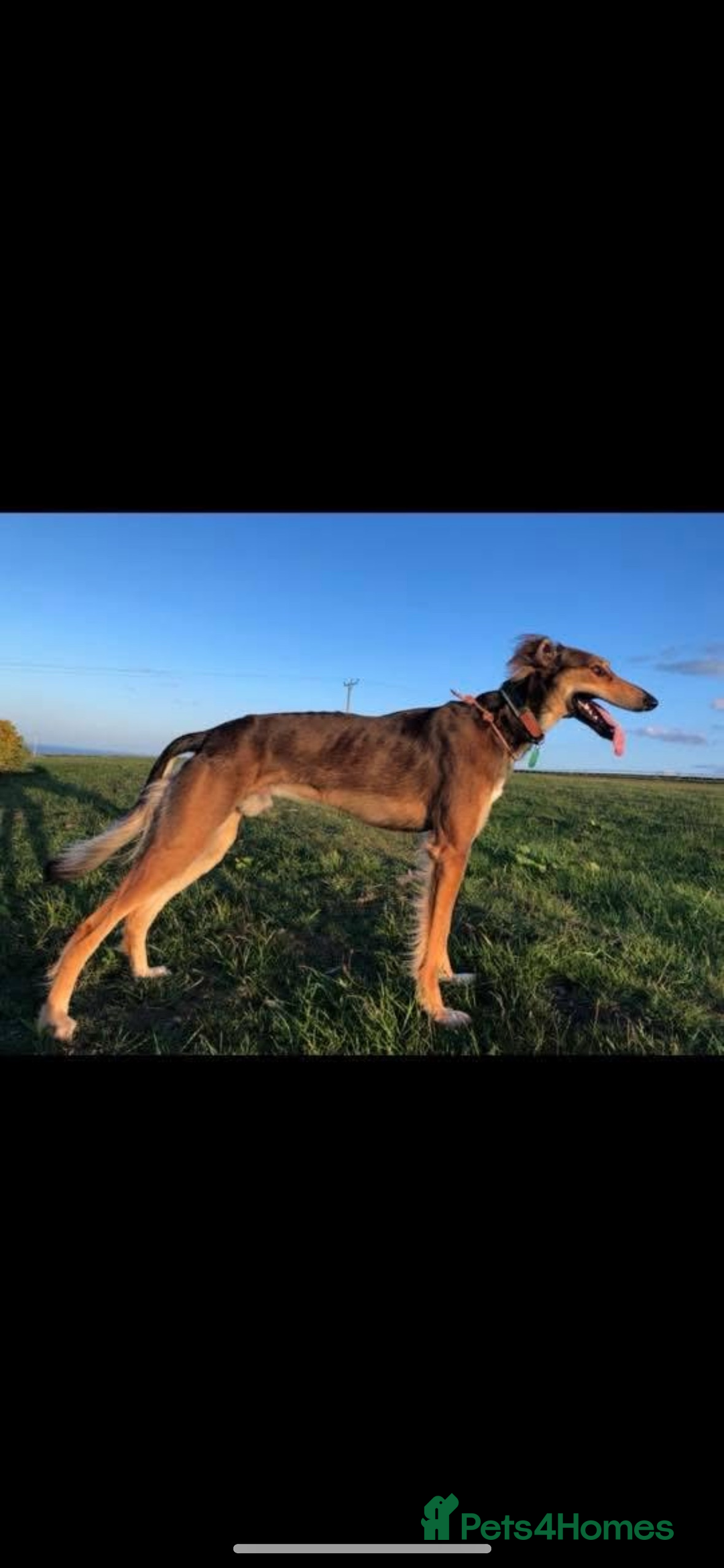 Mixed Breed dogs for sale: SalukiX⭐️ ONLY 4 Left ! READY TO GO  - Advert 3