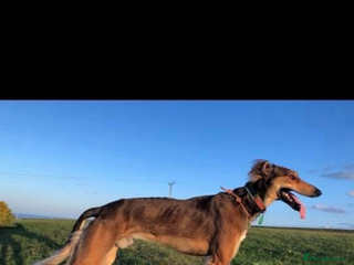 Mixed Breed dogs - Advert 4