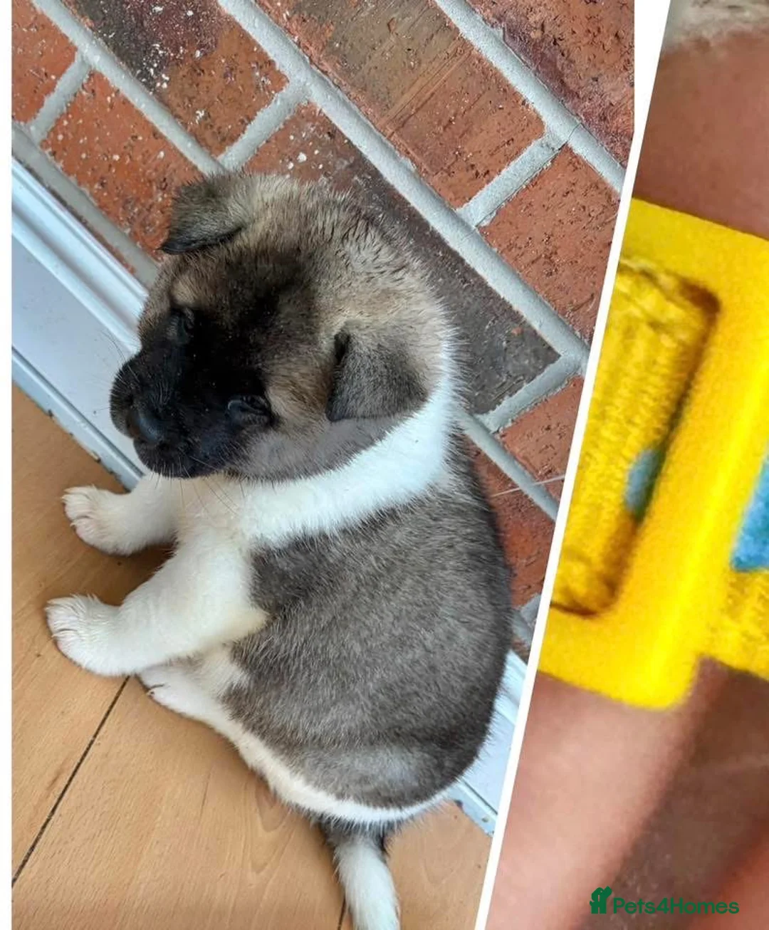 Akita dogs for sale: READY TO GO AMERICAN AKITA PUPPIES FOR SALE - Advert 3