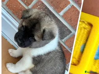 Akita dogs AMERICAN AKITA PUPPIES FOR SALE - Advert 1