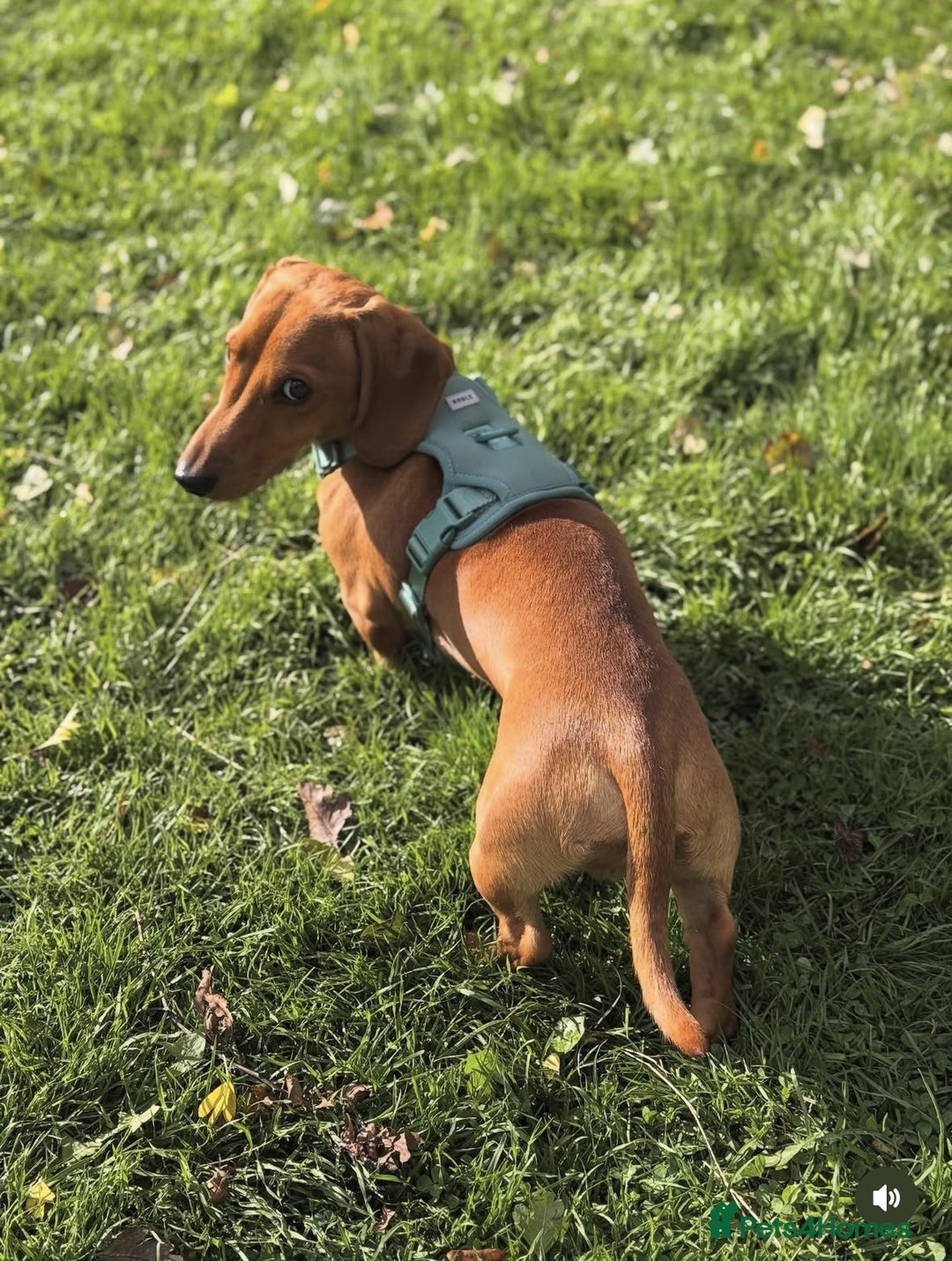 Miniature Dachshund dogs for stud: Short-haired red miniature dachsund - Image 3