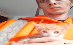 Maine Coon cats for sale: Lovely kitten's needing homes - Image 8