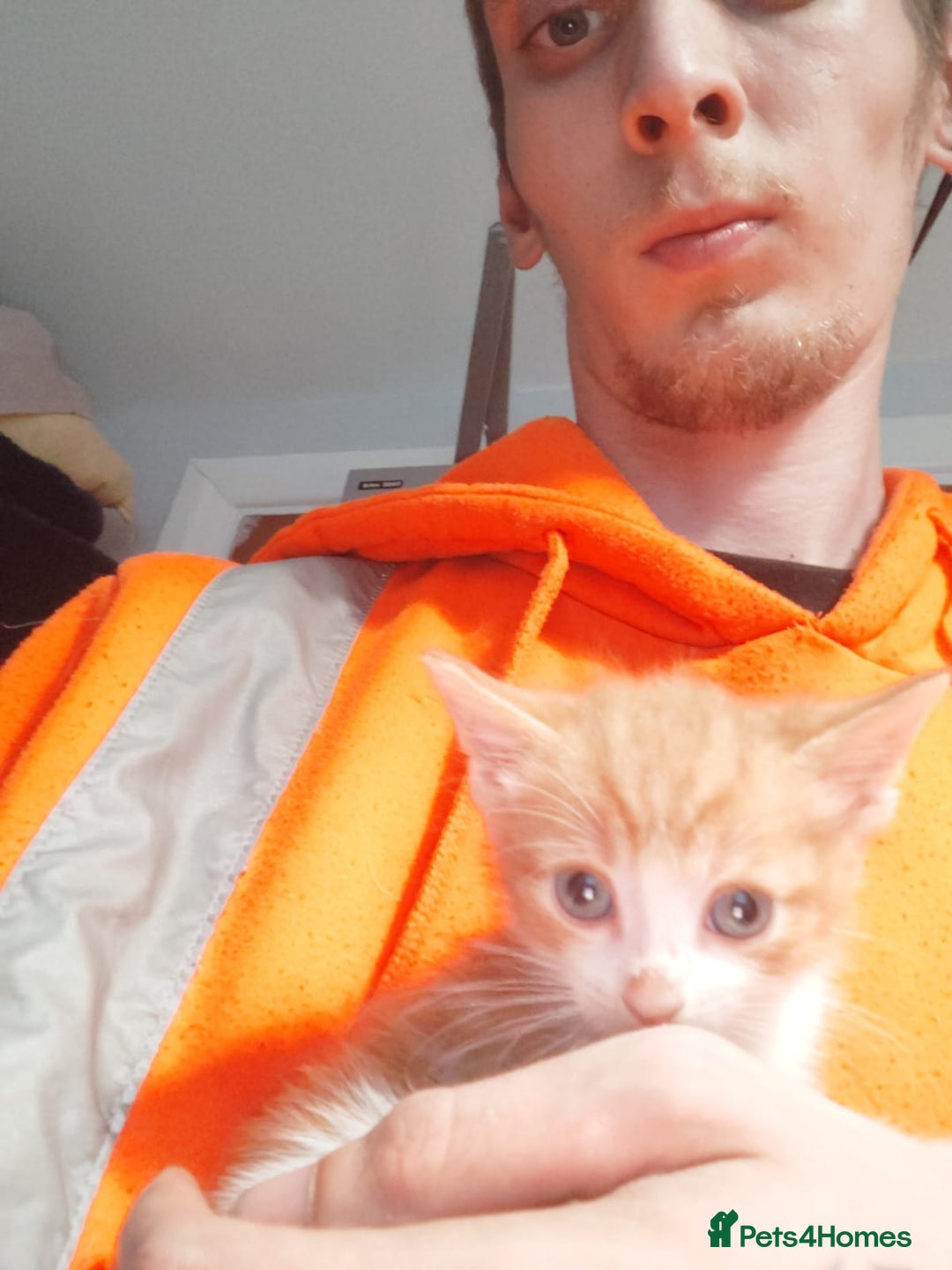 Maine Coon cats for sale: Lovely kitten's needing homes - Image 8