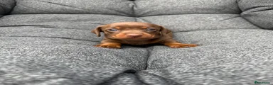 Dachshund Grey