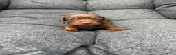 Dachshund dogs for sale: Dachshund puppies - Advert 12