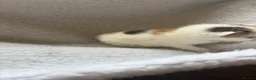 Mixed Breed cats for sale: Girl kittens  - Advert 5