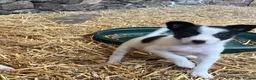 Border Collie dogs for sale: Collies for sale  in Newtown - Advert 3
