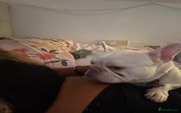 French Bulldog dogs for sale: Pedigree platinum French Bull dog  - Advert 5