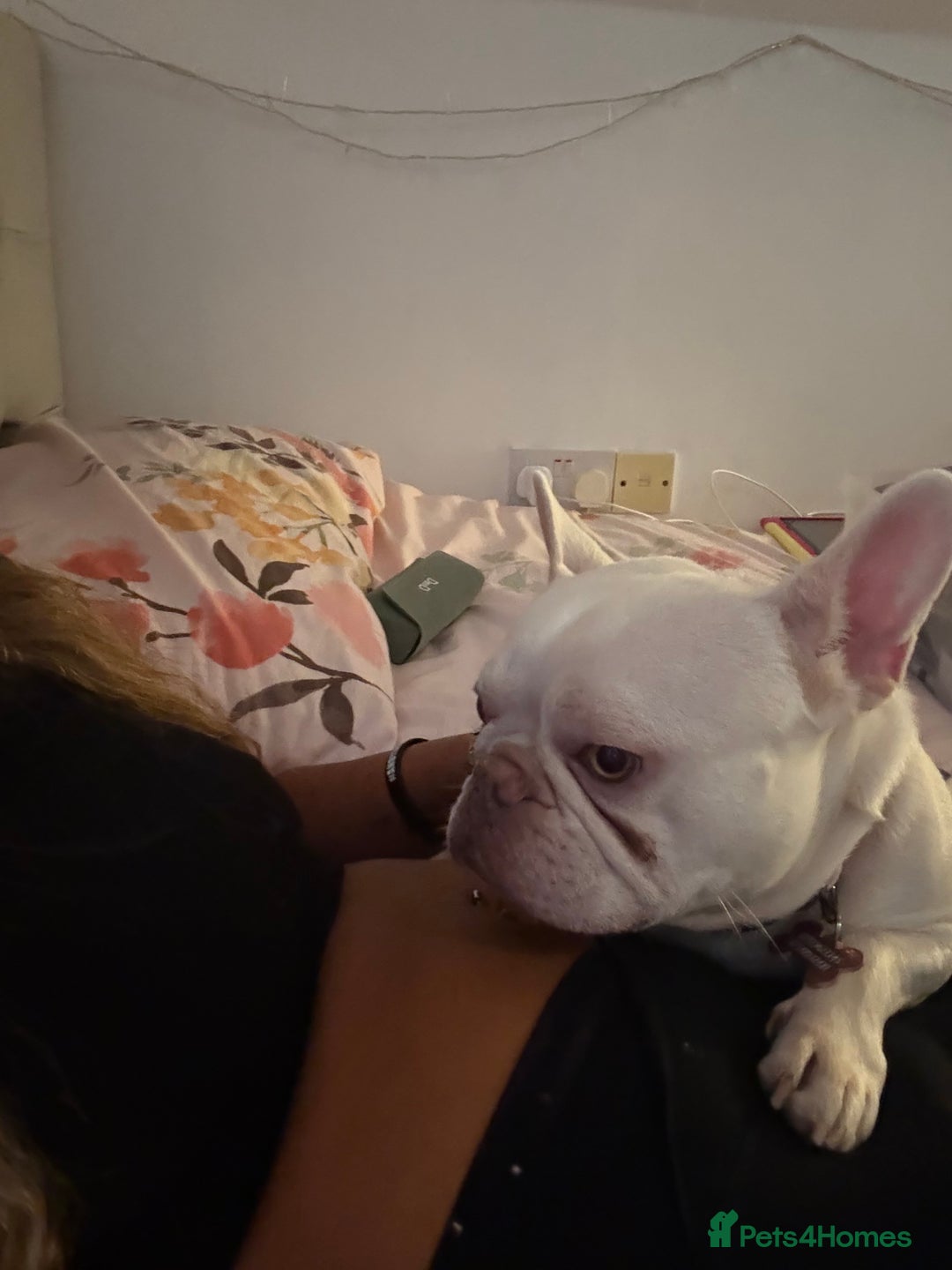 French Bulldog dogs for sale: Pedigree platinum French Bull dog  - Advert 5