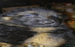 German Shepherd dogs for sale: Adorable German Shepherd Puppies  - Image 7