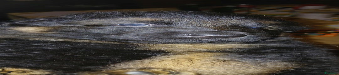 German Shepherd Puppy 2