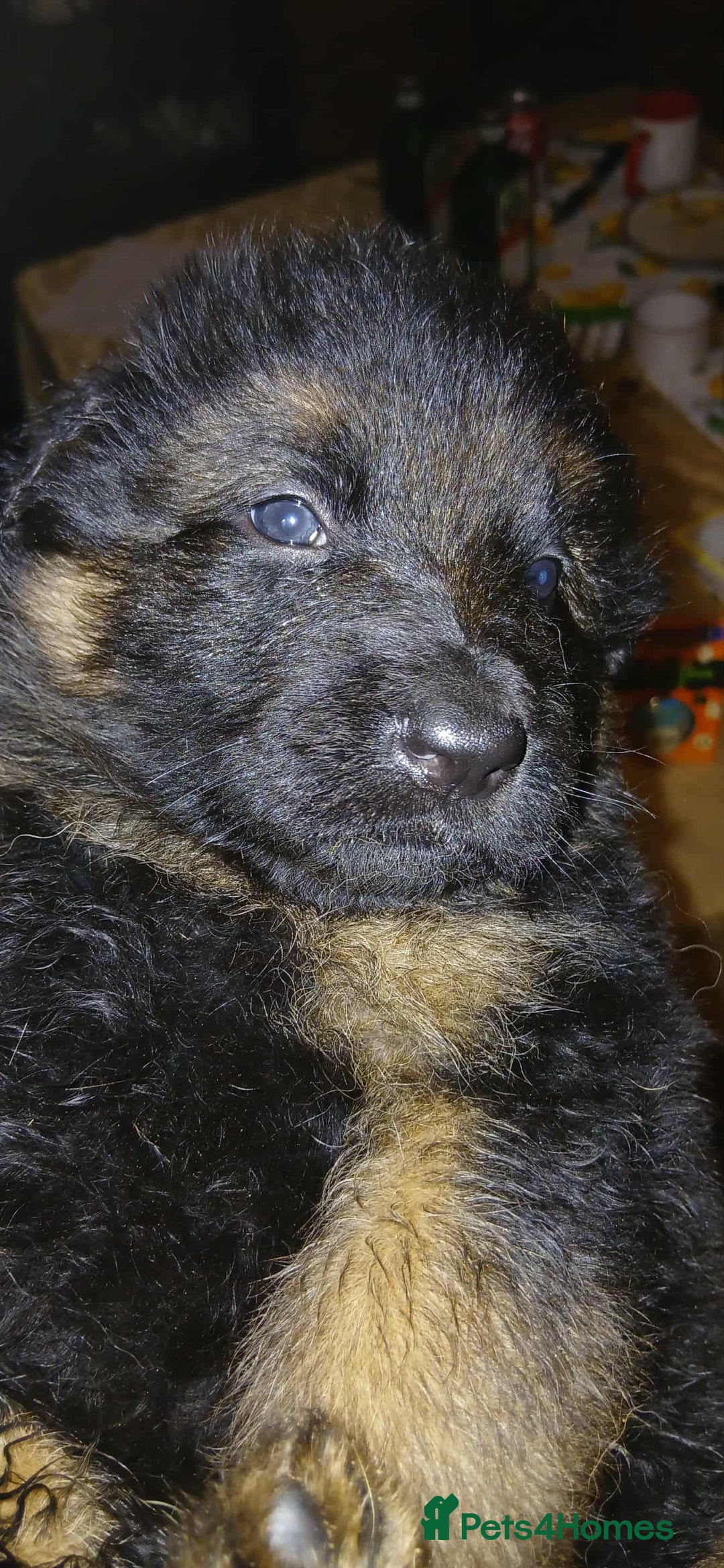 German Shepherd dogs for sale: Adorable German Shepherd Puppies  - Image 7