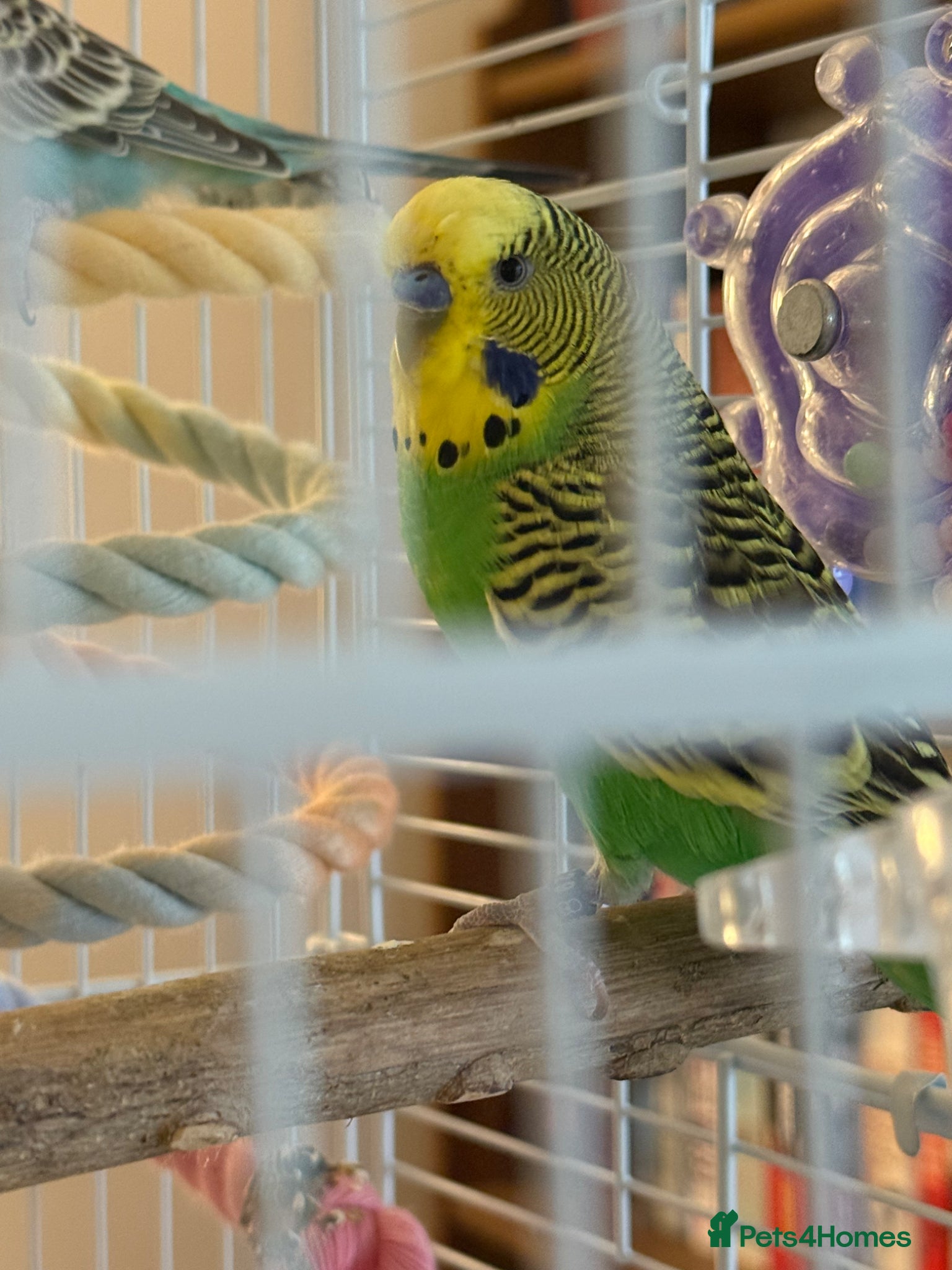 Budgerigars birds Pair of budgies with cage for sale - Advert 1