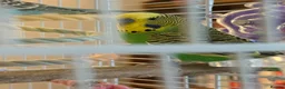 Budgerigars birds for sale: Pair of budgies with cage for sale in Truro - Advert 1