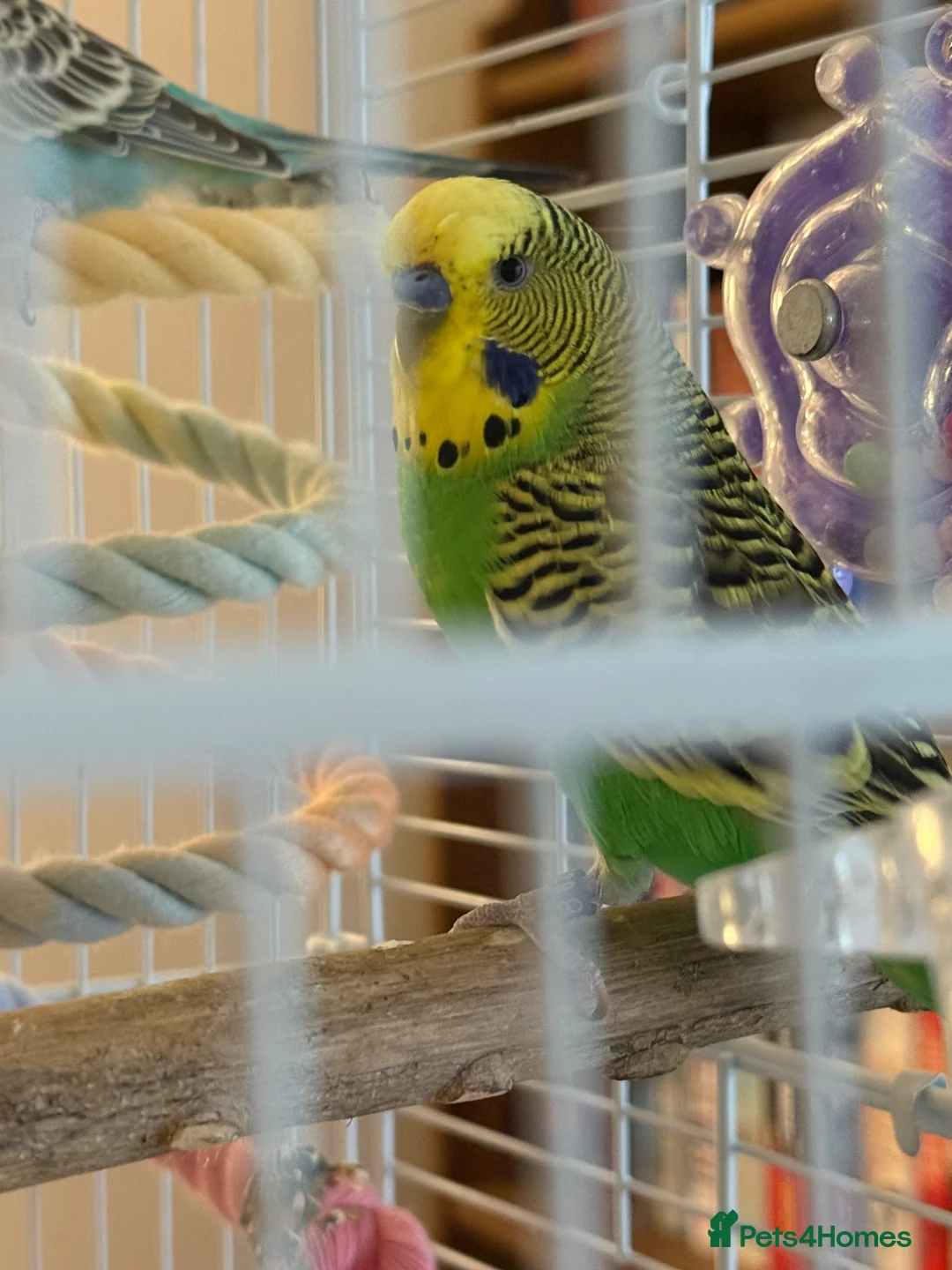 Budgerigars birds for sale: Pair of budgies with cage for sale in Truro - Advert 1