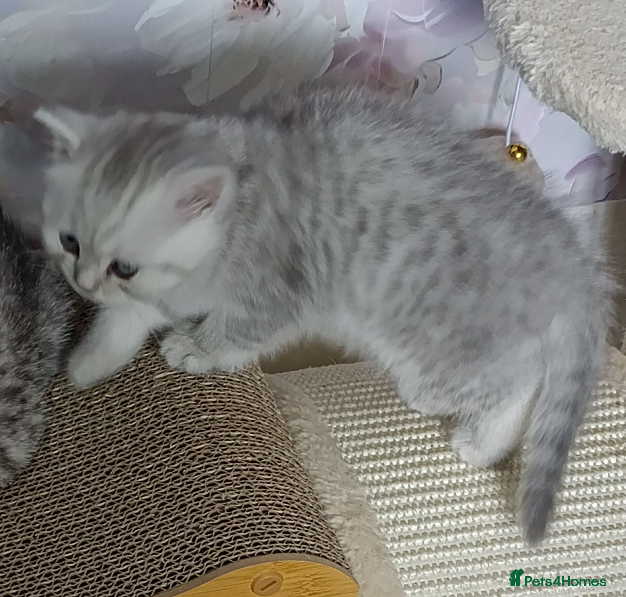 British Shorthair cats British Shorthair kittens. - Advert 6