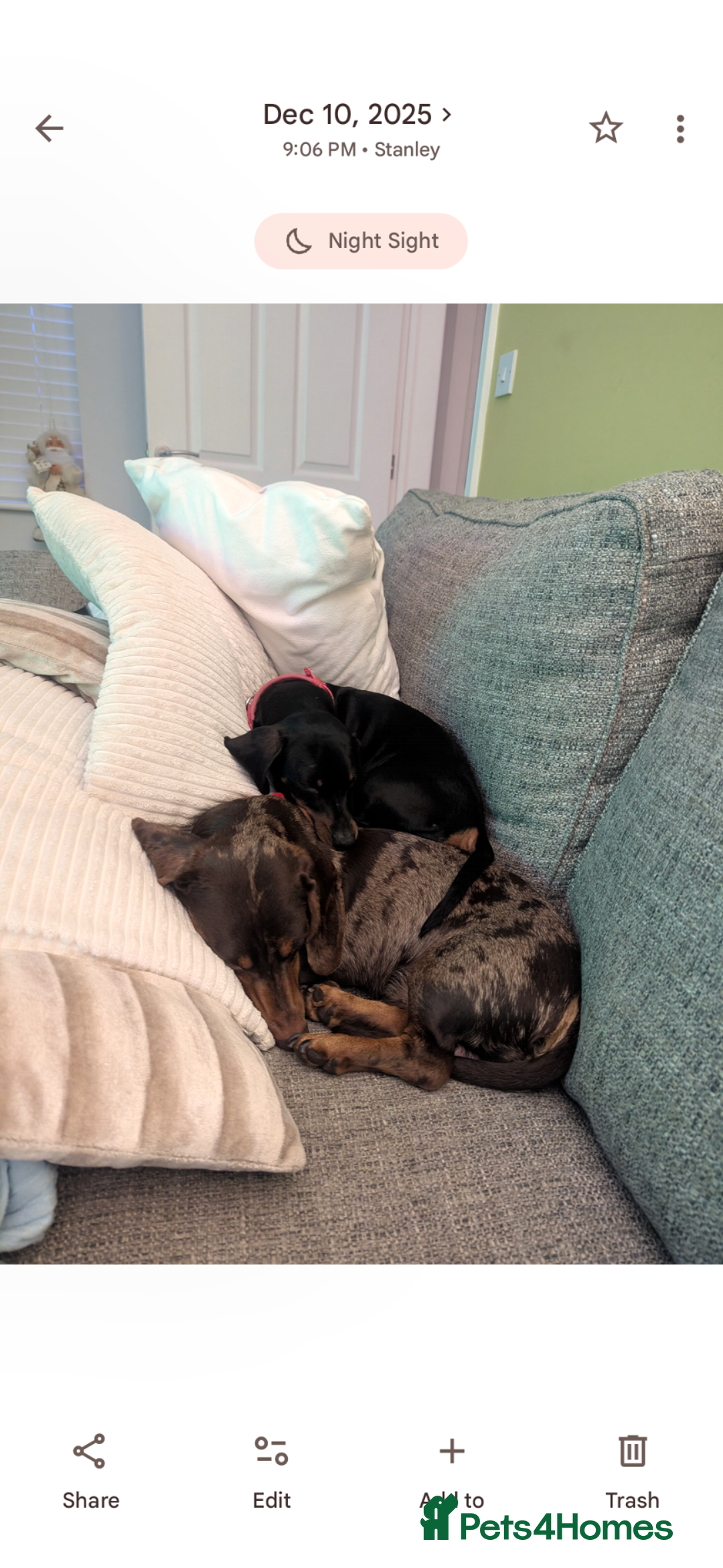 Dachshund dogs for sale: Tweenies Dachshunds 3 dogs 1 bitch - Advert 7