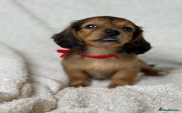 Miniature Dachshund dogs for sale: ⭐️ Miniature Long Haired Dachshund Pups ⭐  - Image 20