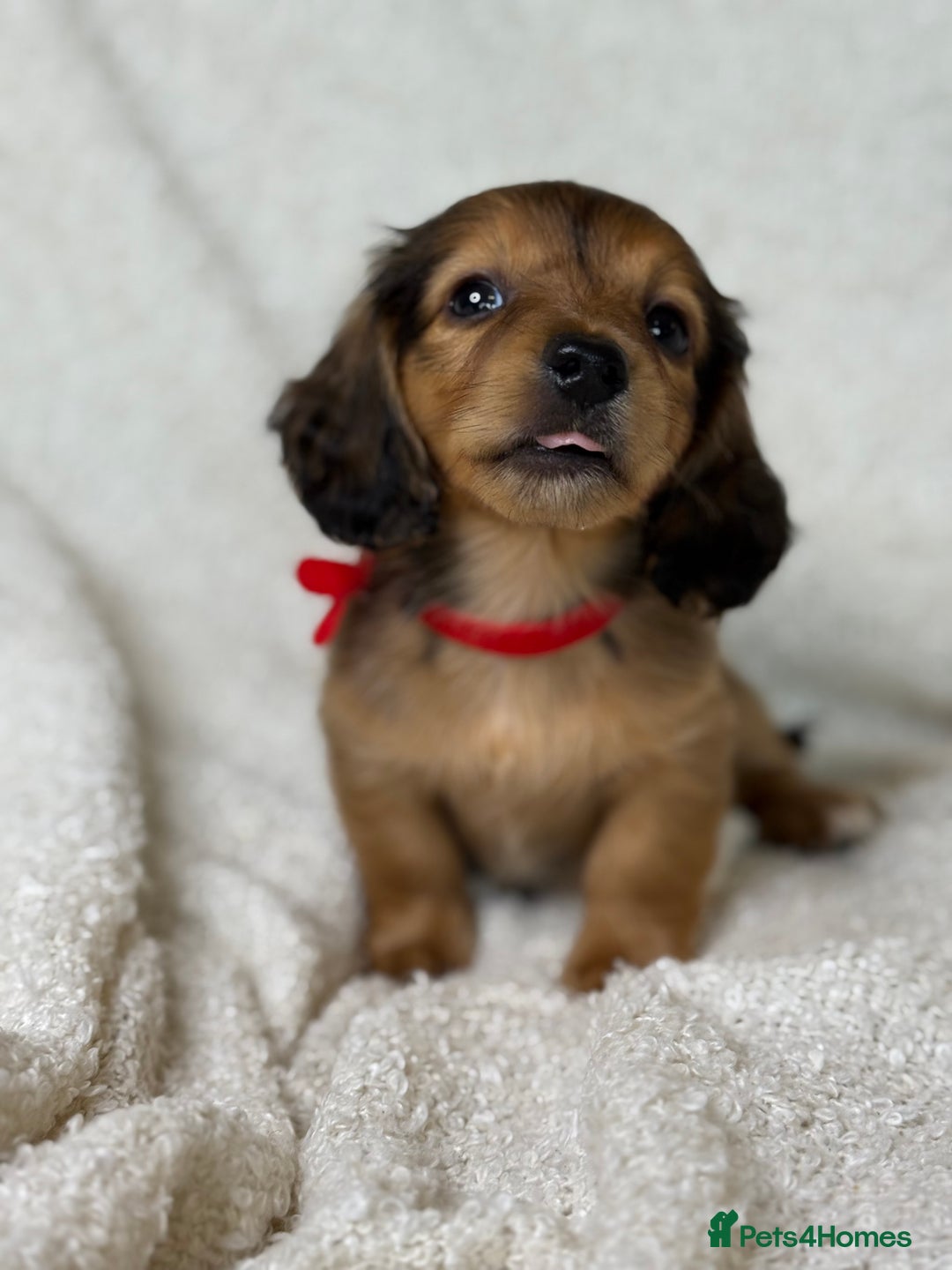 Miniature Dachshund dogs for sale: ⭐️ Miniature Long Haired Dachshund Pups ⭐  - Image 20